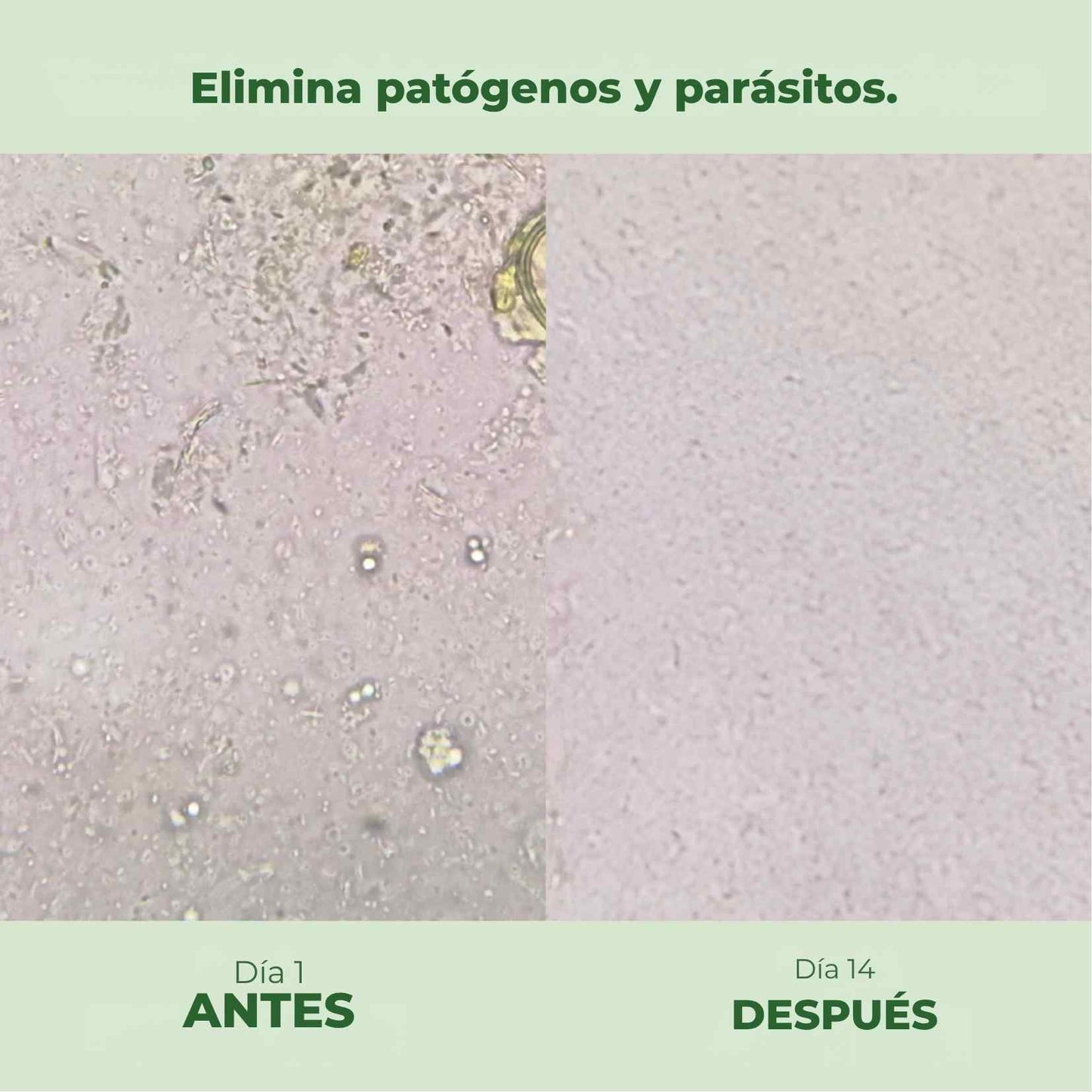 OrégaPlus™ - El poder natural del orégano y la semilla negra para fortalecer tus defensas, tu digestión y tu bienestar diario.