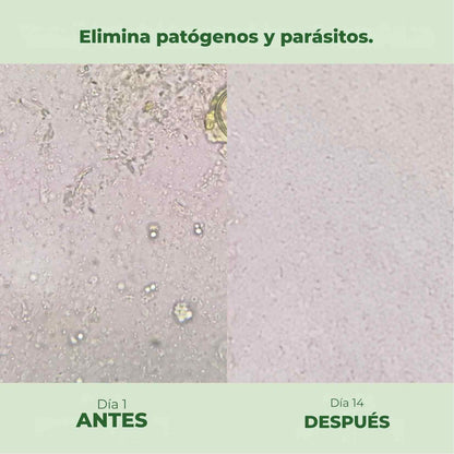 OrégaPlus™ - El poder natural del orégano y la semilla negra para fortalecer tus defensas, tu digestión y tu bienestar diario.